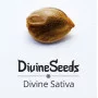 Сорт семян каннабиса Divine Sativa