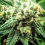 Сорт семян каннабиса Divine Sativa
