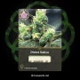 Сорт семян каннабиса Divine Sativa