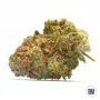 Семена конопли EUFORIA SPECIAL от Bulk Seed Bank