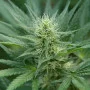 Сорт семян каннабиса Far Out (2021 Limited Edition)