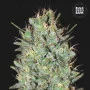 Насіння конопель AMNESIA HAZE від Bulk Seed Bank