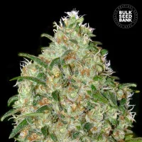AMNESIA PLATINUM
