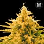 Семена конопли ANANAS FUNK от Bulk Seed Bank
