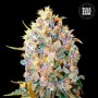 Семена конопли BIGGER BUD от Bulk Seed Bank
