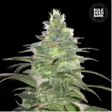 BLUEBERRY BERRY