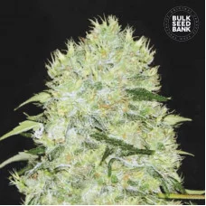 BUBBLEGUM EXTRA