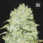 Семена конопли BUBBLEGUM EXTRA от Bulk Seed Bank