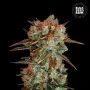 Семена конопли CARAMEL KING от Bulk Seed Bank