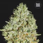 Семена конопли CRITICAL от Bulk Seed Bank