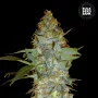 Семена конопли EUFORIA SPECIAL от Bulk Seed Bank