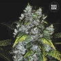 Cannabis seeds GOOD WILD SHARK from Bulk Seed Bank