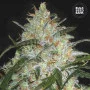 Cannabis seeds GRAPEFRUIT from Bulk Seed Bank
