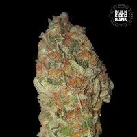 GREEN CANDY GREEN CANDY