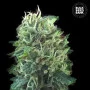 Семена конопли GREEN SCOUT COOKIES от Bulk Seed Bank