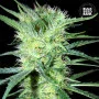 Семена конопли K 2 от Bulk Seed Bank