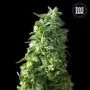 Семена конопли LIME SKUNK от Bulk Seed Bank