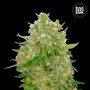 Семена конопли MASTER KUSH GRAND от Bulk Seed Bank
