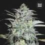 Семена конопли MAZAR EXTRA от Bulk Seed Bank