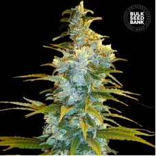 NORTHERN LIGHT