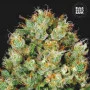 Cannabis seeds SOUR DIESEL from Bulk Seed Bank