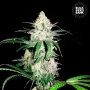 Семена конопли SPECIAL LIME HAZE от Bulk Seed Bank