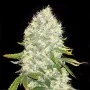 Сорт насіння канабісу White Widow Feminised Silver