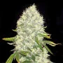 Сорт семян каннабиса White Widow Feminised Gold