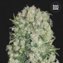 Семена конопли WHITE PRUSSIAN от Bulk Seed Bank