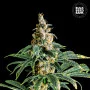 Cannabis seeds ZKITTLY ZI ZI from Bulk Seed Bank