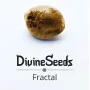 Cannabis seed variety Fractal