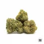 Cannabis seeds GOOD WILD SHARK from Bulk Seed Bank