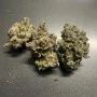 Cannabis seed variety Auto Critical Glue Feminised Silver