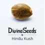 Сорт семян каннабиса Hindu Kush