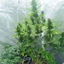 Сорт семян каннабиса Auto White Widow Feminised Gold