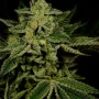 Сорт семян каннабиса Jack Herer Feminised Gold