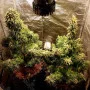 Сорт семян каннабиса Auto Jack Herer Feminised Gold