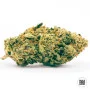 Семена конопли K 2 от Bulk Seed Bank