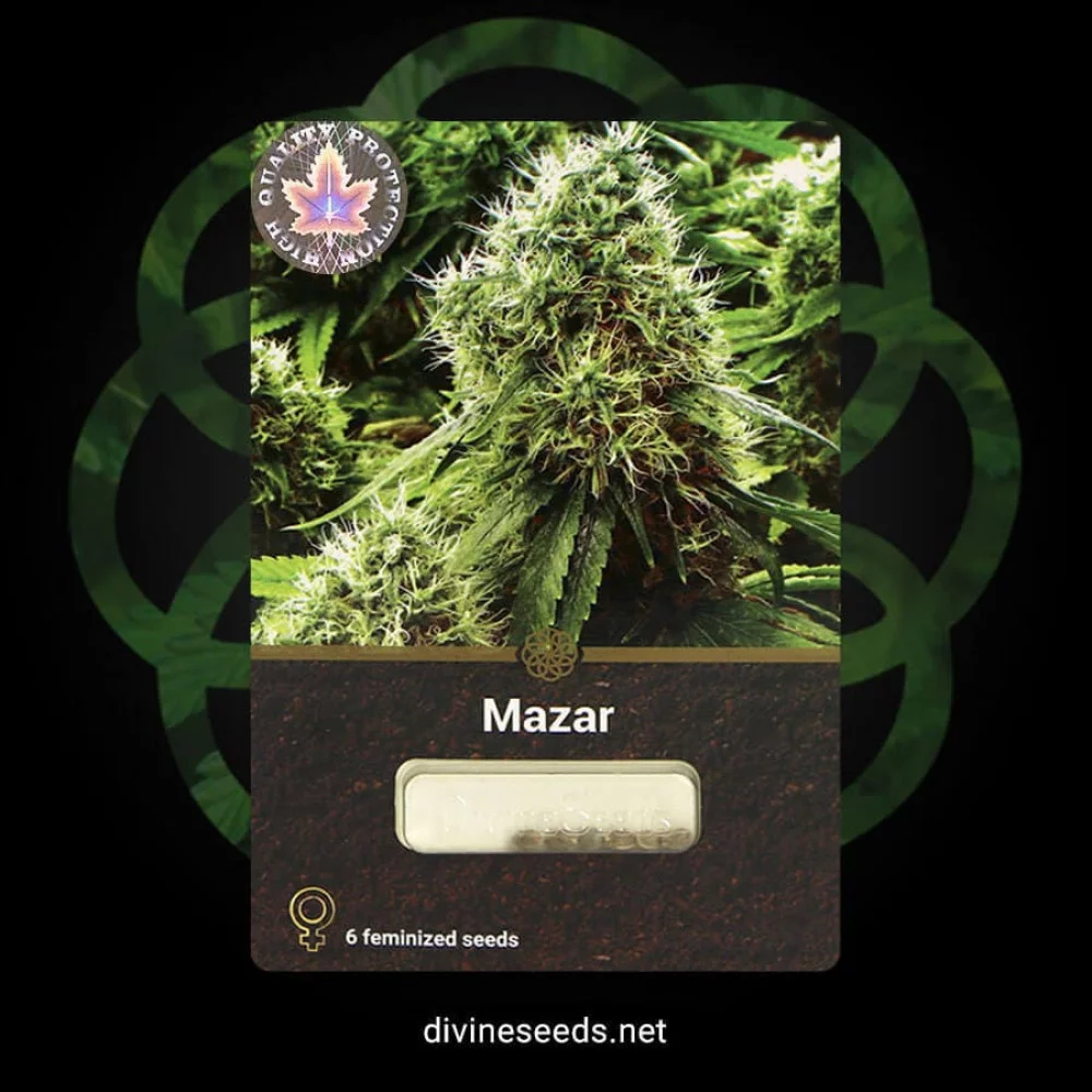 Сорт насіння канабісу Mazar Сорт насіння канабісу Mazar
