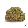 Семена конопли MAZAR EXTRA от Bulk Seed Bank
