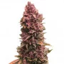Сорт семян каннабиса Auto Mimosa Orange Punch Feminised Silver