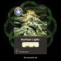 Сорт семян каннабиса Northern Lights