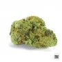 Семена конопли NORTHERN LIGHT от Bulk Seed Bank