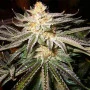 Сорт семян каннабиса Northern Lights