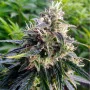 Сорт семян каннабиса Northern Lights Feminised Gold