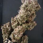 Семена конопли Original AUTO RUSSIAN от Fast Buds