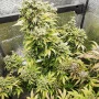 Семена конопли Original AUTO RUSSIAN от Fast Buds