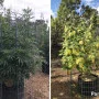 Cannabis seeds Pamir Gold® from Dutch Passion