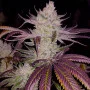 Cannabis seed variety Platinum Scout Feminised Silver
