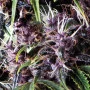 Cannabis seed variety Auto Purple Feminised Gold